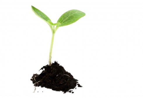 discipleship - plant growing